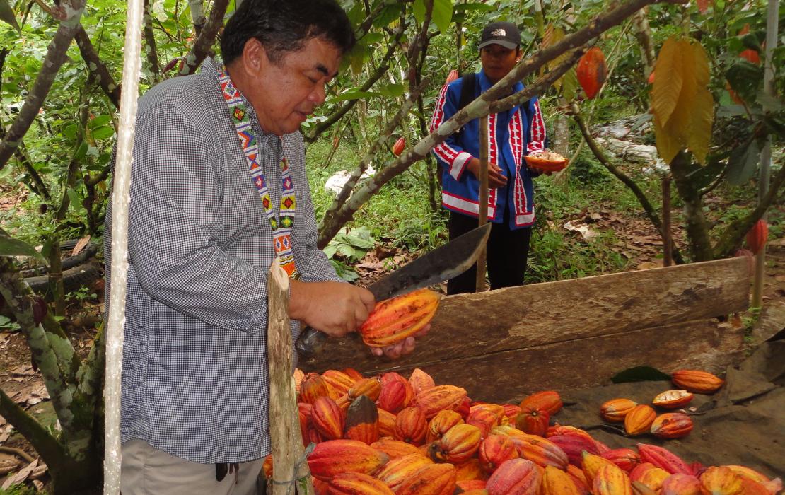 Cacao plantation in the province of Bukidnon.